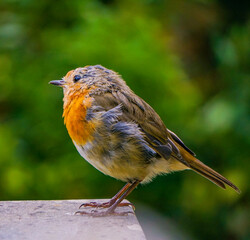 robin on a branch