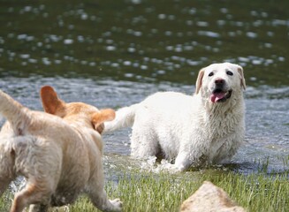 two dogs playing in the water