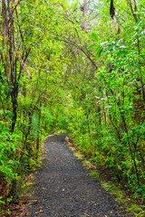 ニュージーランド　ワイポウア・カウリ森林保護区のカウリ・ウォークスの森林風景