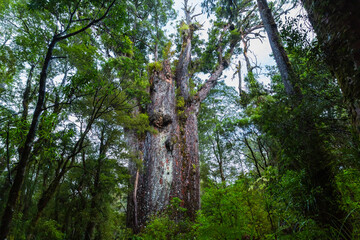 ニュージーランド　ワイポウア・カウリ森林保護区のカウリ最古のテ・マツア・ナヘレ