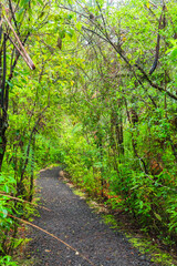 ニュージーランド　ワイポウア・カウリ森林保護区のカウリ・ウォークスの森林風景