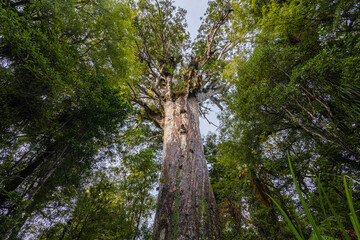 Fototapeta premium ニュージーランド ワイポウア・カウリ森林保護区にあるカウリ最大のタネ・マフタ