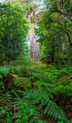ニュージーランド　ワイポウア・カウリ森林保護区にあるカウリ最大のタネ・マフタ