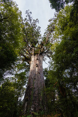 Naklejka premium ニュージーランド ワイポウア・カウリ森林保護区にあるカウリ最大のタネ・マフタ