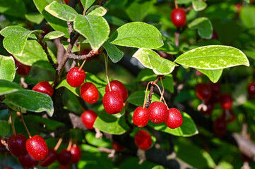 red berries ripen in the garden 