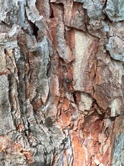 tree texture
