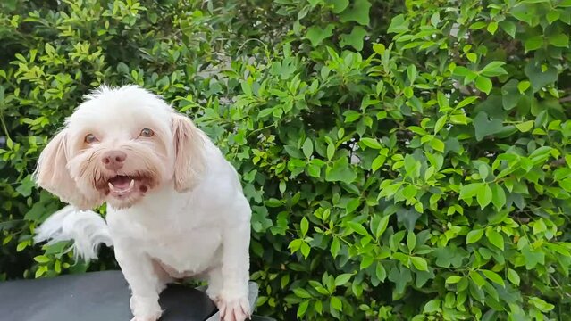 Adorable white shisu dog greets green leaf background in park video