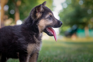 Beautiful homeless puppy on the summer grass.