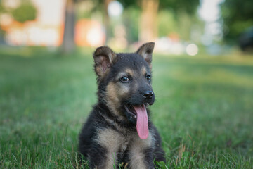 Beautiful homeless puppy on the summer grass.
