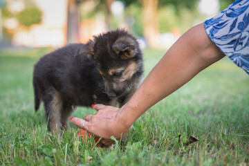 Beautiful homeless puppy on the summer grass.