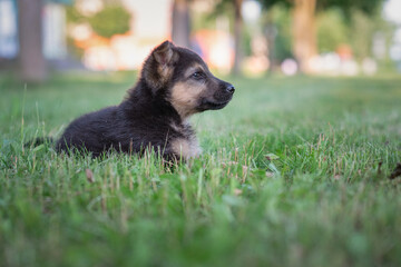 Beautiful homeless puppy on the summer grass.