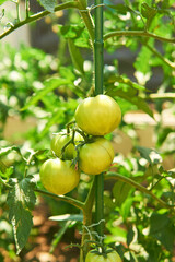 Fototapeta na wymiar The fruits of a bio tomato plant