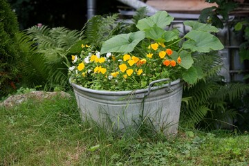 Verzinkte Badewanne mit bunten Blumen und Kürbispflanzen