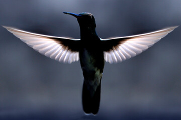 hummingbird in flight © Mrio