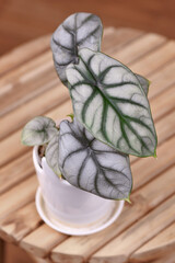 Exotic 'Alocasia Baginda Silver Dragon' houseplant in pot on table