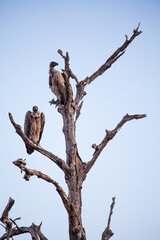 White-backed vultures roosting in a tree over a carcass in the Kruger Park, South Africa