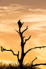 White-backed vultures roosting in a tree over a carcass in the Kruger Park, South Africa