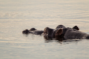 Fototapeta premium Hippos wallowing in a river in the Kruger Park, South Africa