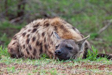 Young Spotted hyena resting at the entrance to the den in the Kruger Park, South Africa