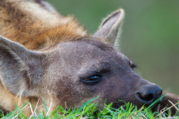 Fototapeta premium Young Spotted hyena resting at the entrance to the den in the Kruger Park, South Africa
