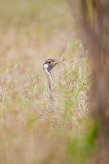 Black-bellied Bustard peering through the dead grass in the Kruger Park, South Africa	