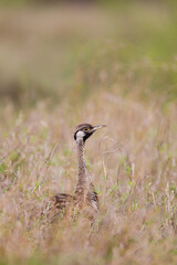 Black-bellied Bustard peering through the dead grass in the Kruger Park, South Africa	