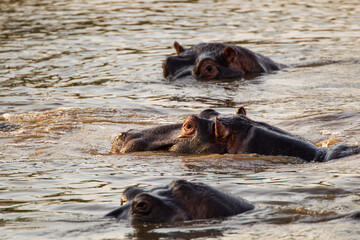 Hippos wallowing in a river in the Kruger Park, South Africa