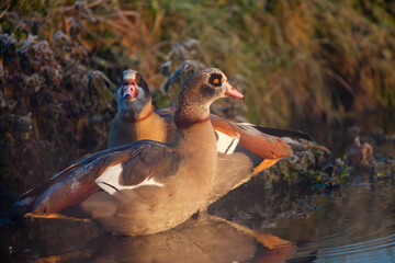 Male and female Egyptian goose portraits in London, UK	