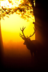 Silhouette of Red Deer in the early morning mist in Bushy Park, London