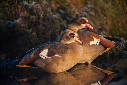 Male and female Egyptian goose portraits in London, UK	
