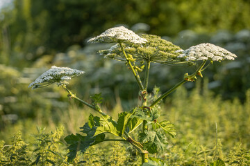 Hogweed plant in the form of an umbrella near the river in summer
