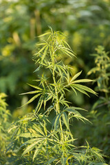 Cultivation of cannabis in natural conditions