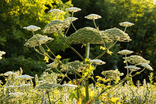 Hogweed plant in the form of an umbrella near the river in summer