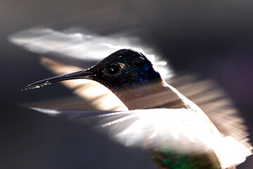 speed hummingbird © Mrio
