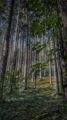 trees in the forest