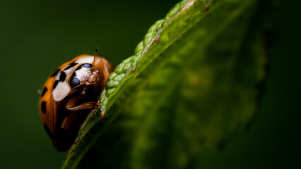 Fototapeta premium Macro photography of Insect on the leaf