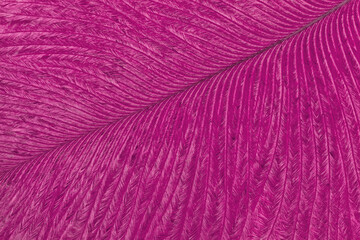 Fototapeta premium Texture of tropical bird purple feather, background macro. Structure of fluffy plumage. Abstract natural lilac backdrop,