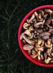 forest bucket with mushrooms top view