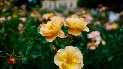 Obraz premium Gelbe und weiße Rosen im Rosengarten in Bamberg