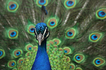 A portrait of a male Indian Peafowl displaying its feathers
