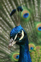 A portrait of a male Indian Peafowl displaying its feathers
