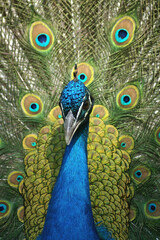 A portrait of a male Indian Peafowl displaying its feathers

