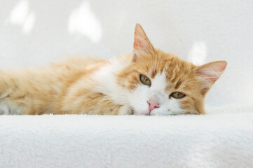 Fototapeta na wymiar Red fluffy cat lying on a white background. Pet, veterinary clinic, sign, billboard or article for a website about cats.