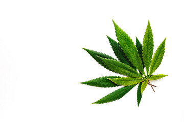Cannabis is a standoff between a drug and a medicine. Green background of leaves.Close-up young...