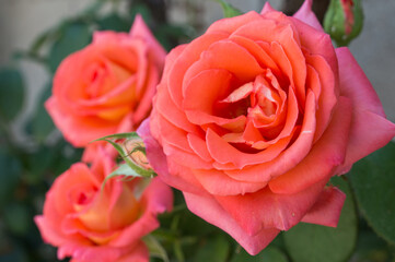 Pink rose flower close-up. For printing on postcards, greetings, mother's day. 
