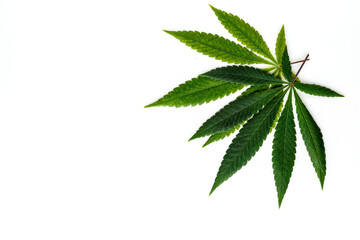 Cannabis is a standoff between a drug and a medicine. Green background of leaves.Close-up young hemp. Medicinal indica with CBD.Green cannabis leaves isolated on white background.