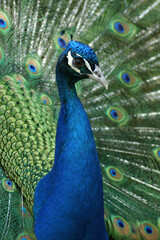 A portrait of a male Indian Peafowl displaying its feathers
