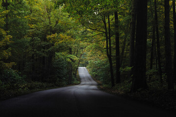 Leere Straße, die in Bäume im Brown State Park Indiana führt