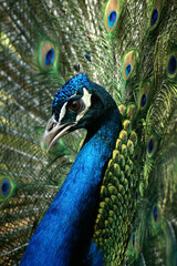 Obraz premium A portrait of a male Indian Peafowl displaying its feathers 