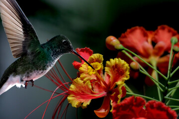 hummingbird and flower © Mrio